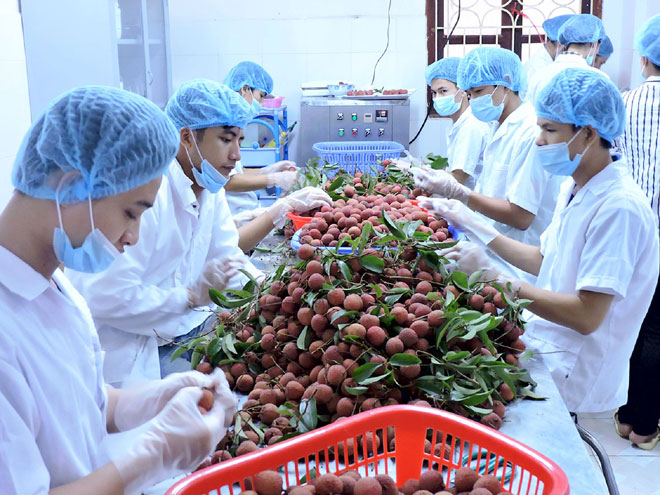 sản xuất nông sản, thực phẩm việt