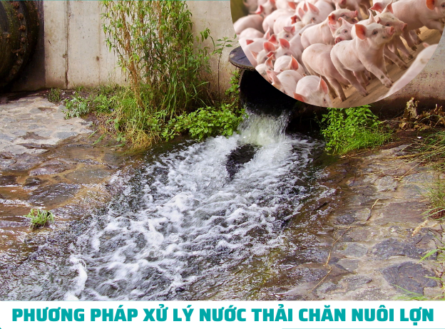 nuoc thai chan nuoi lon